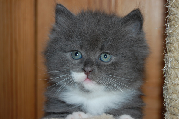 Isidor, 6 Wochen.jpg